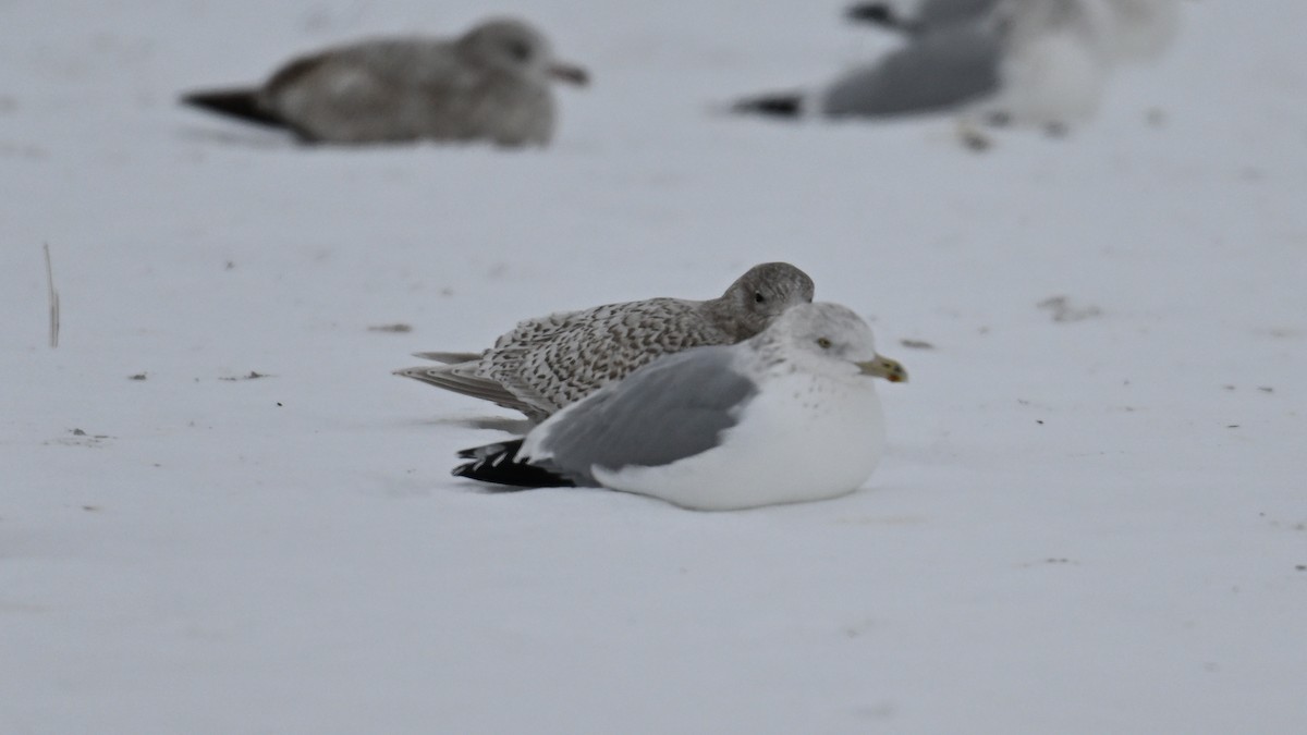 Kaio hegalzuria (kumlieni) - ML646864211