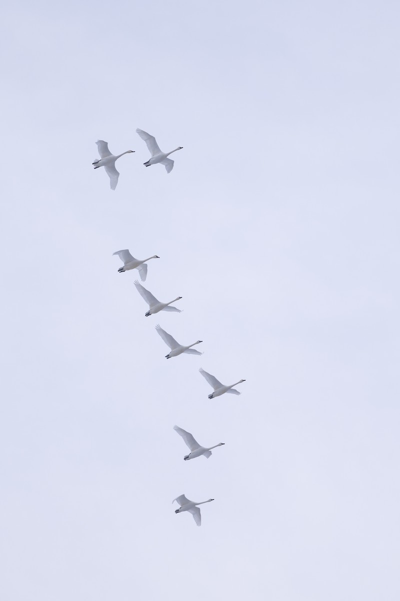 Cisne Chico - ML646864212