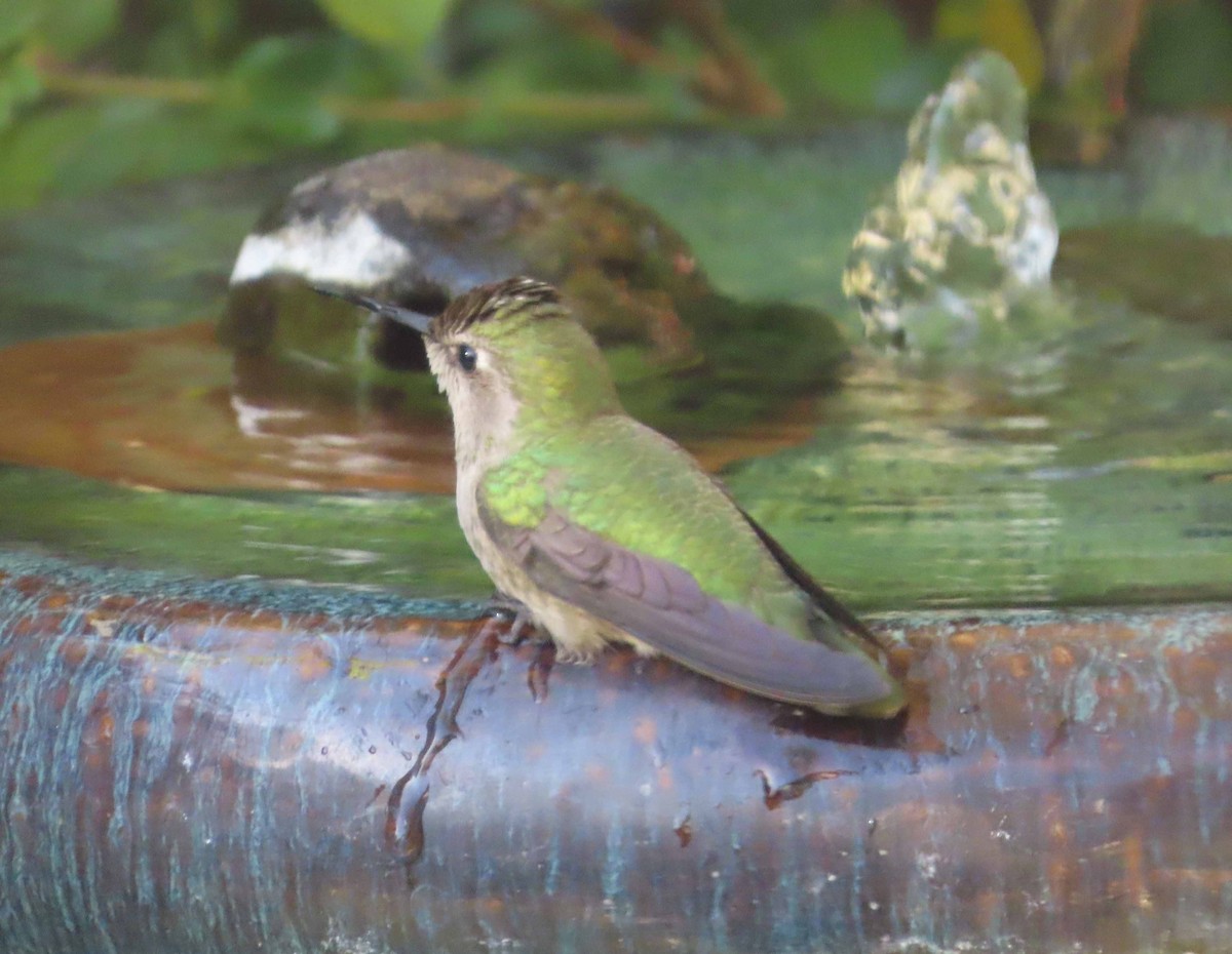 Anna's Hummingbird - ML646864213