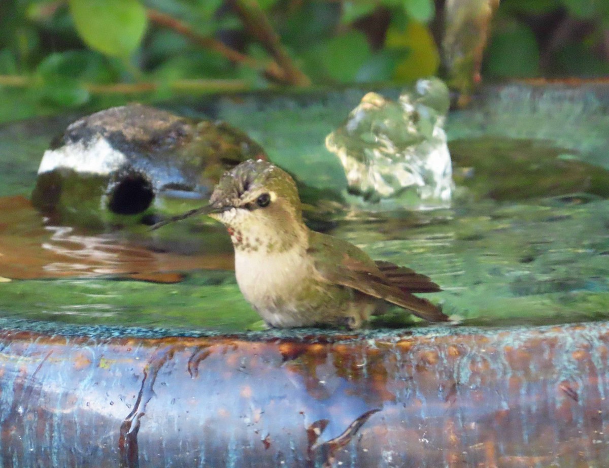 Anna's Hummingbird - ML646864214