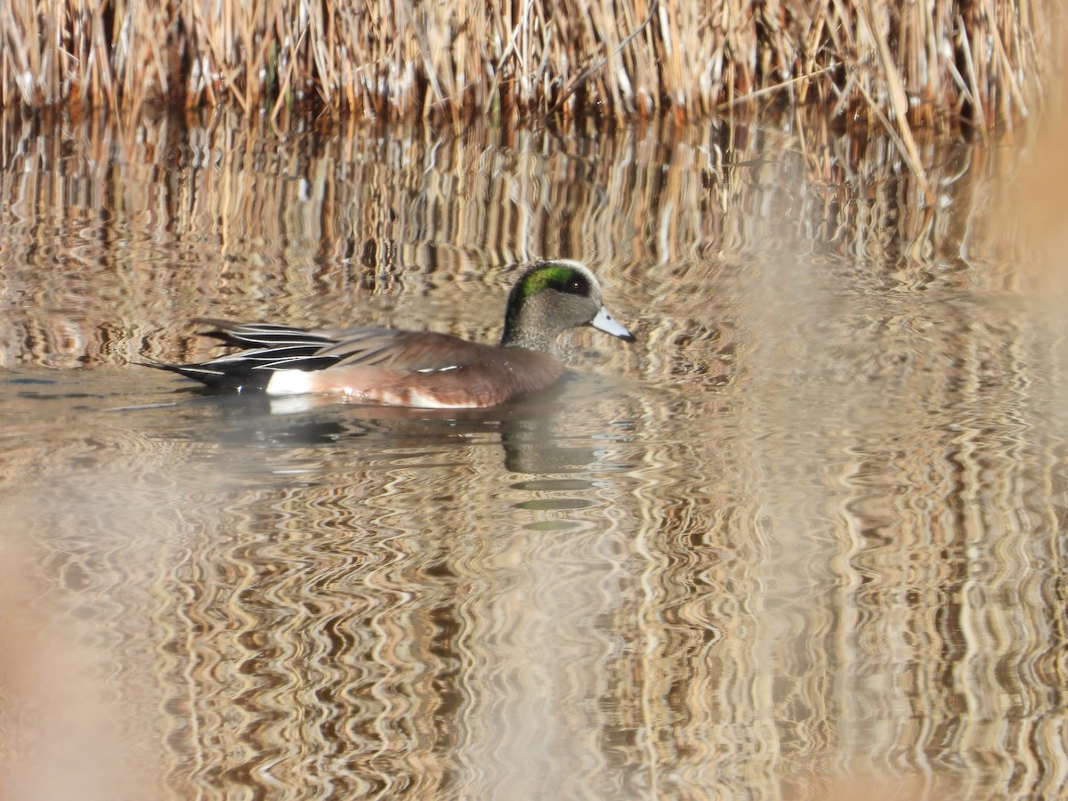American Wigeon - ML646864215