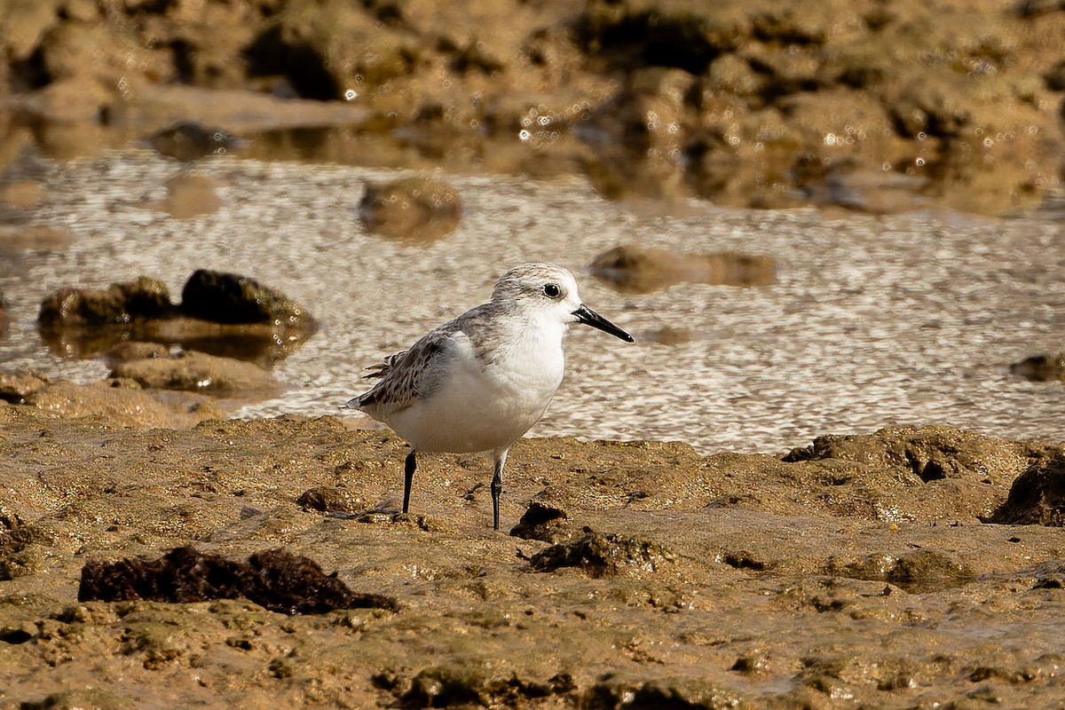 Bécasseau sanderling - ML646864216