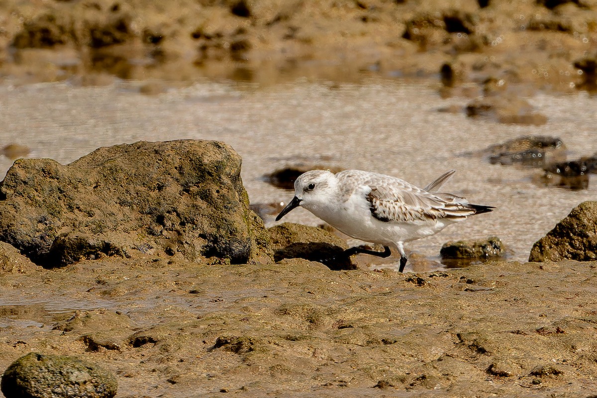 Bécasseau sanderling - ML646864217