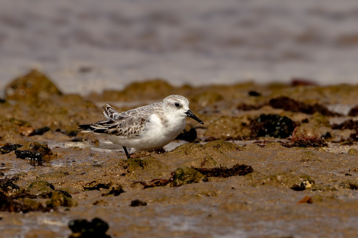 Bécasseau sanderling - ML646864218