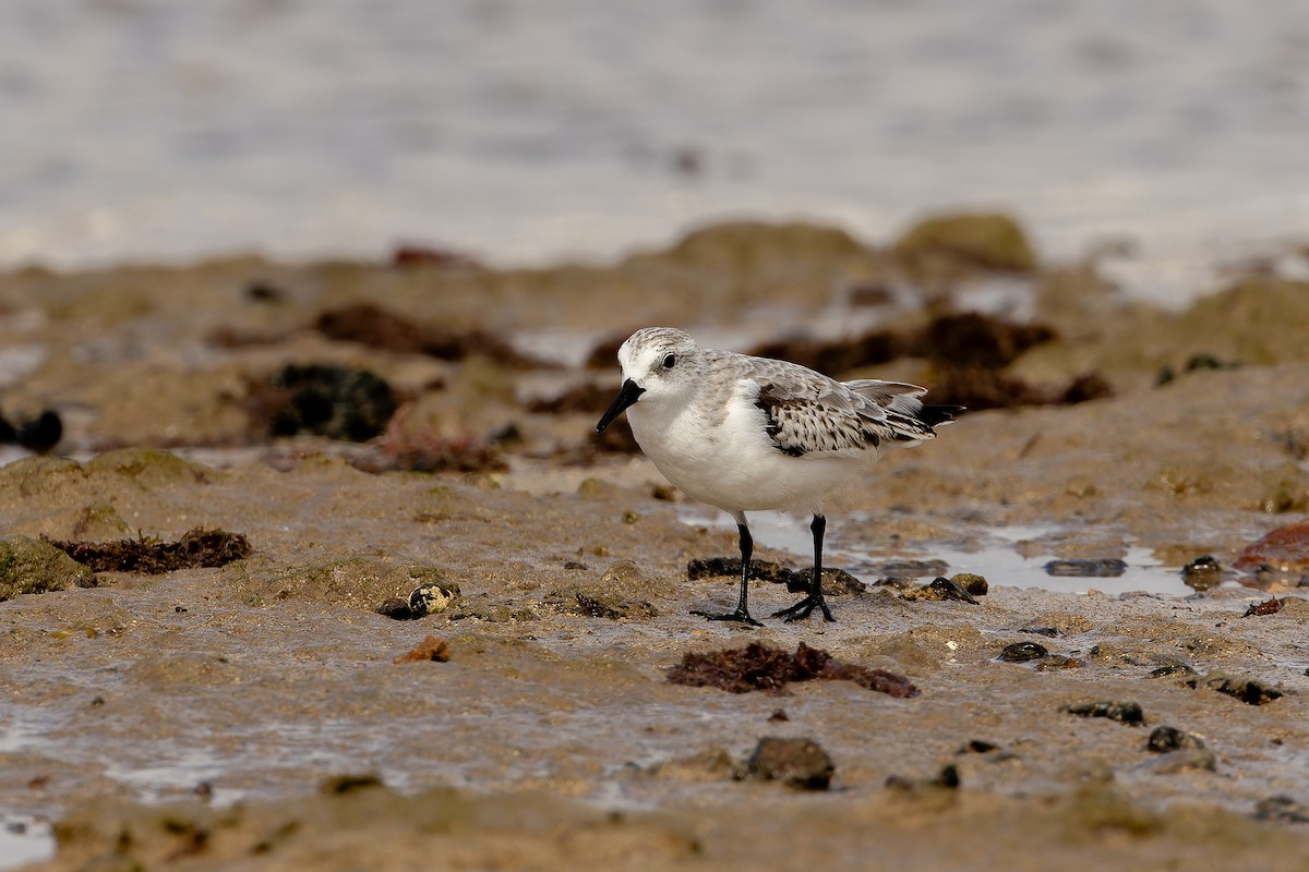 Bécasseau sanderling - ML646864219