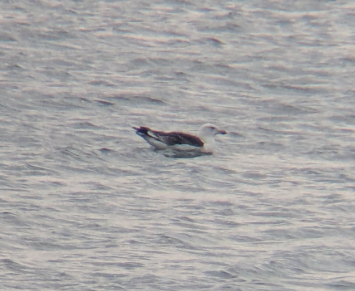 Great Black-backed Gull - ML646864221