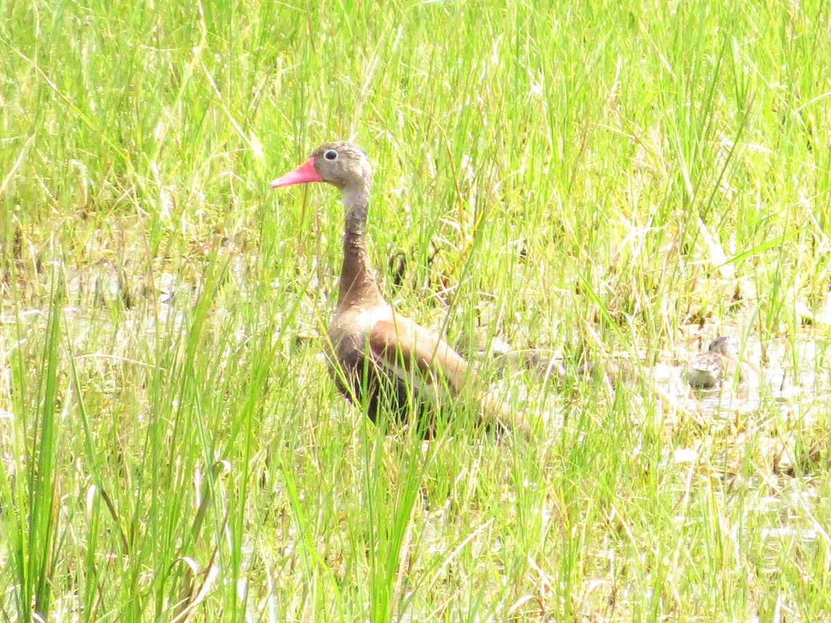 Suirirí Piquirrojo - ML646864223