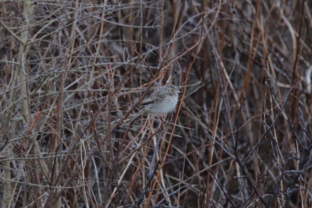 Cassin Serçesi - ML646864224