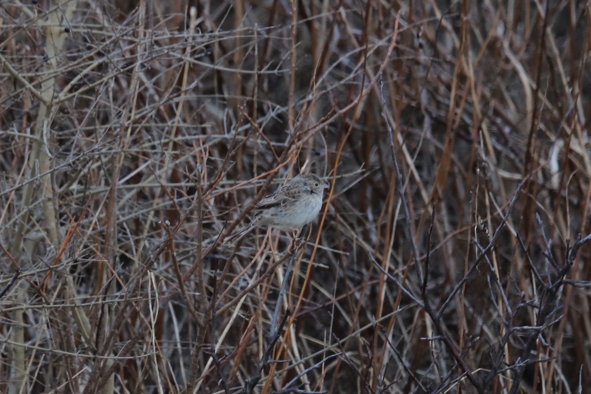 Cassin Serçesi - ML646864225