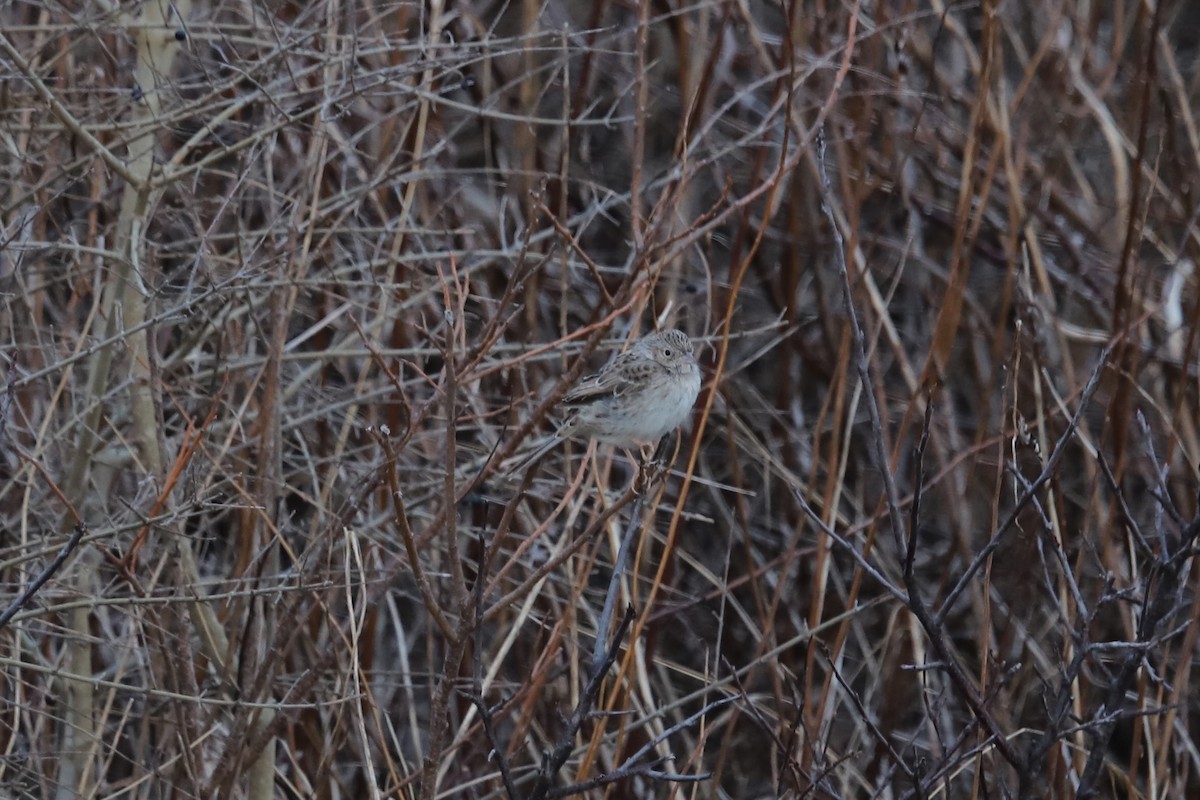 Cassin Serçesi - ML646864226