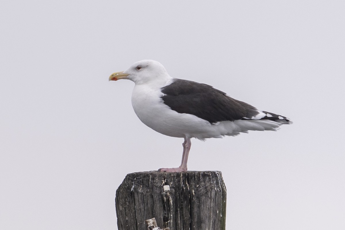 Great Black-backed Gull - ML646864227