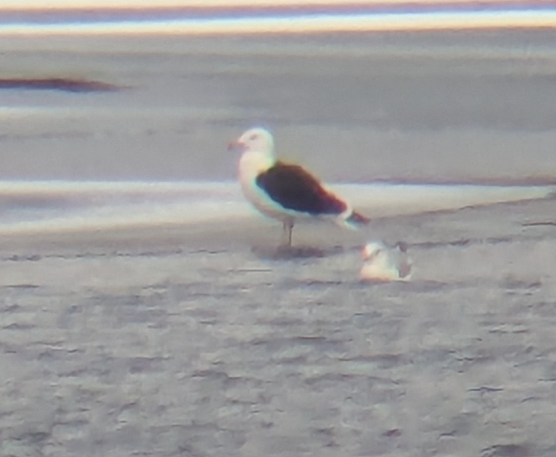 Great Black-backed Gull - ML646864228
