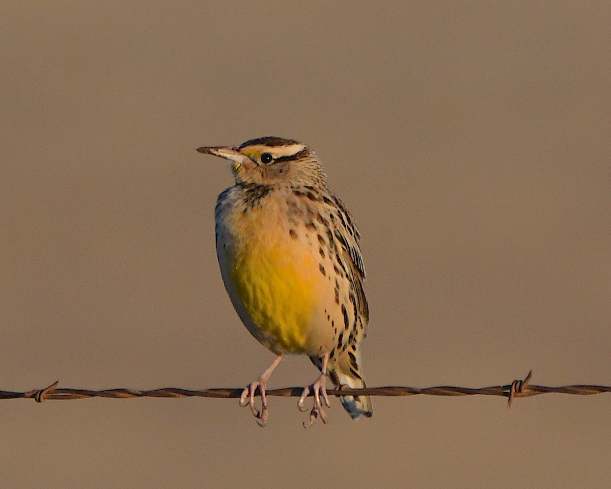Chihuahuan Meadowlark - ML646864229