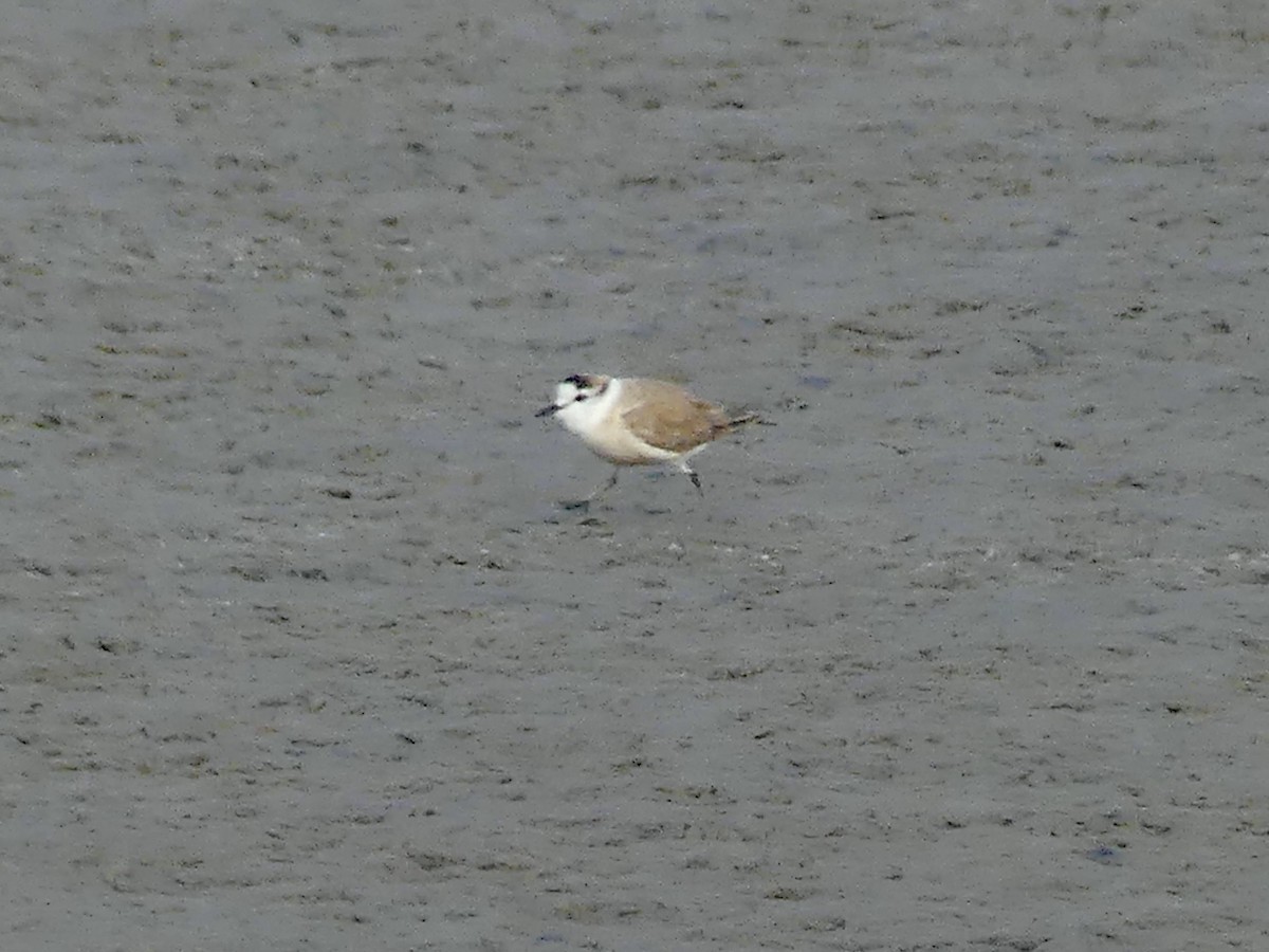 White-fronted Plover - ML646864230