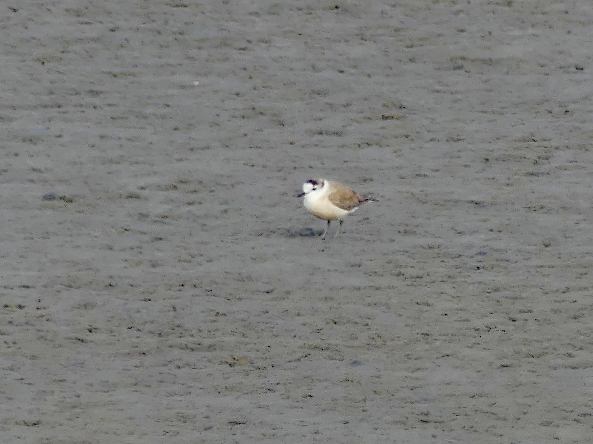 White-fronted Plover - ML646864231