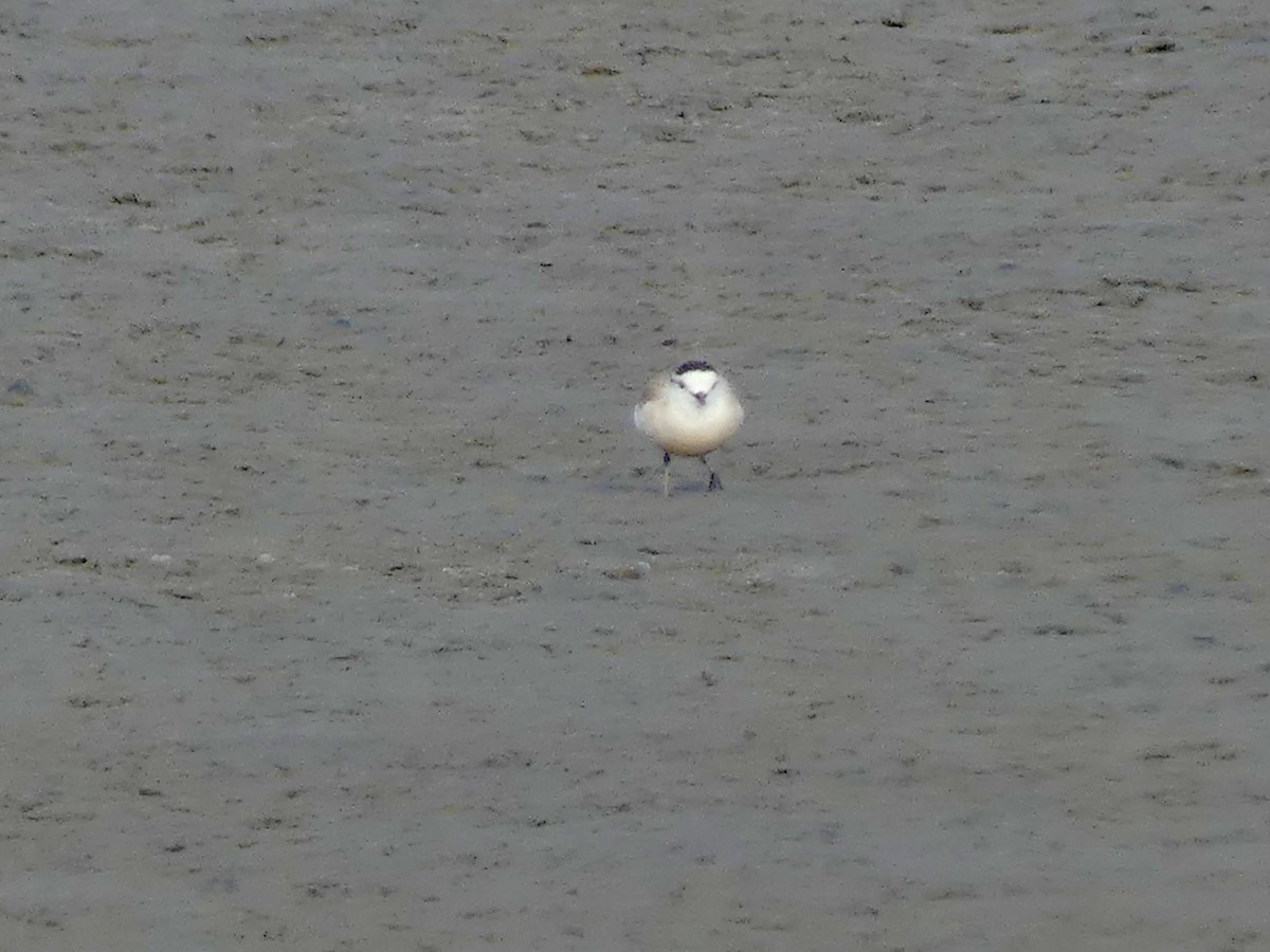 White-fronted Plover - ML646864232