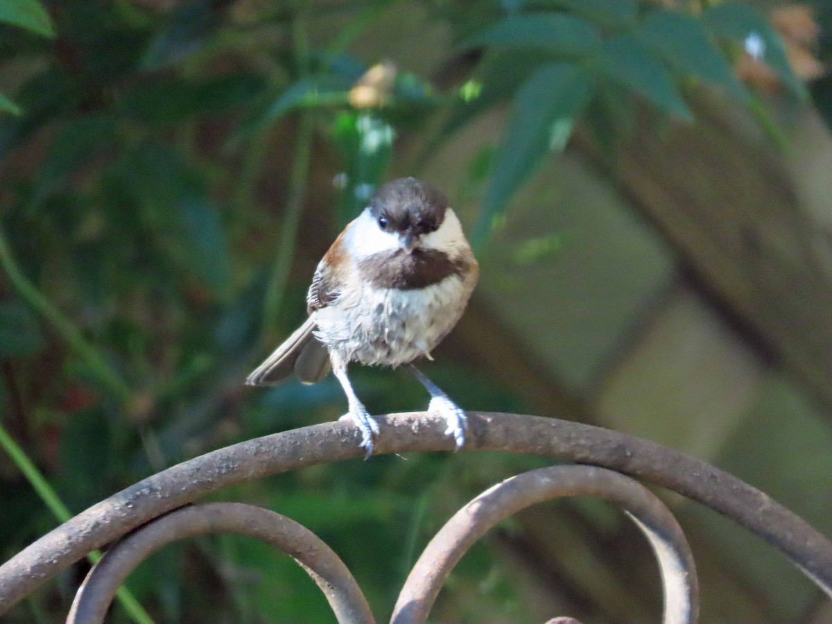 Chestnut-backed Chickadee - ML646864233
