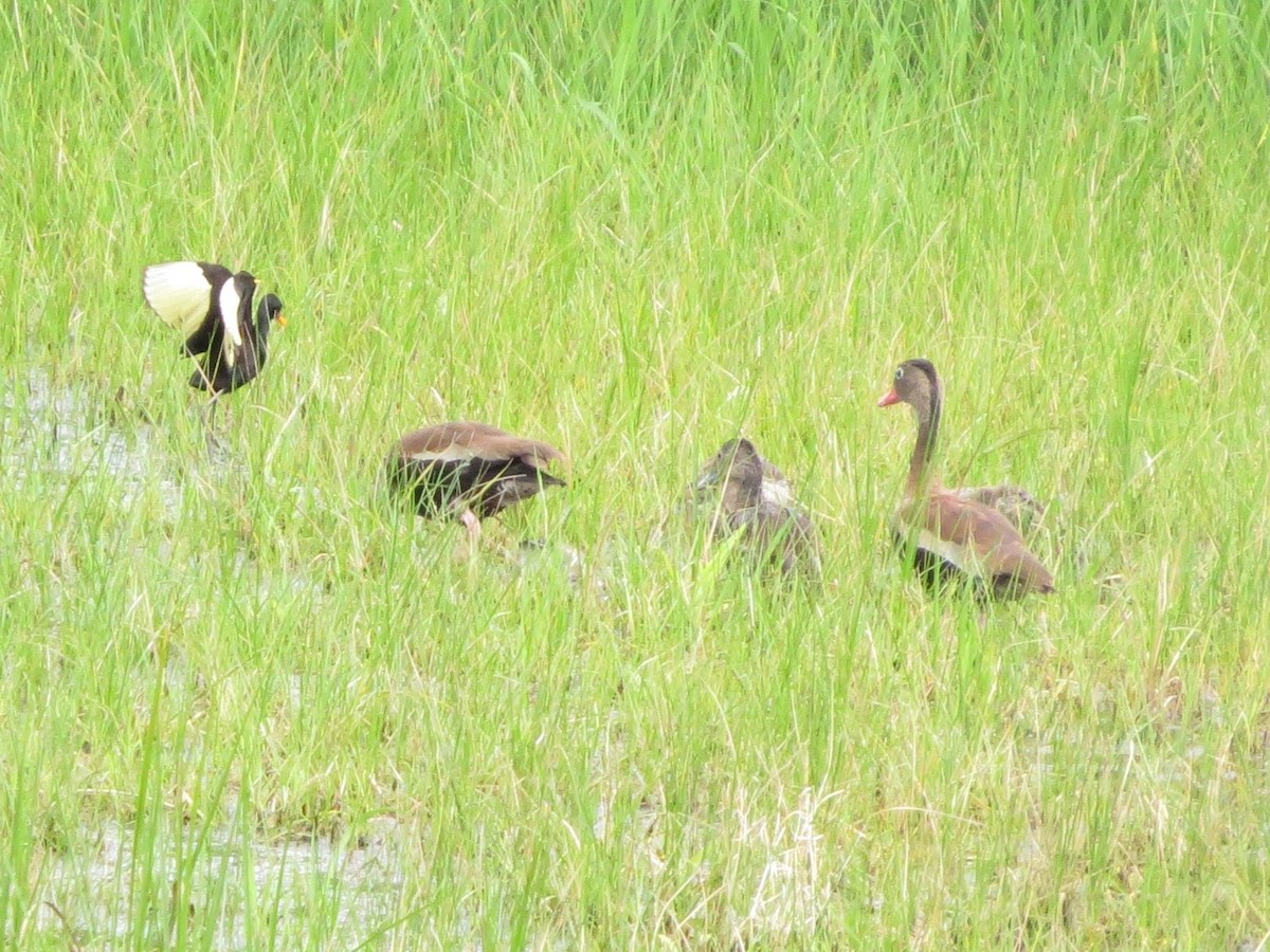 Suirirí Piquirrojo - ML646864238