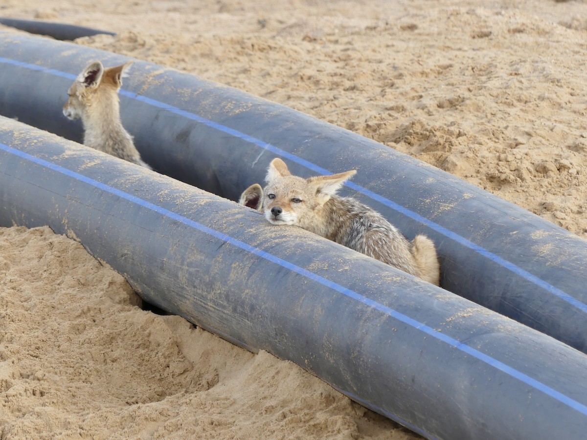 Black-backed Jackal - ML646864239