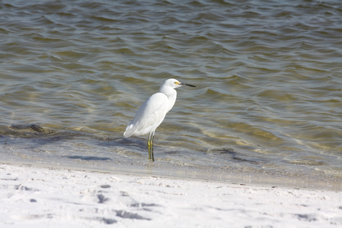 Snowy Egret - ML646864240