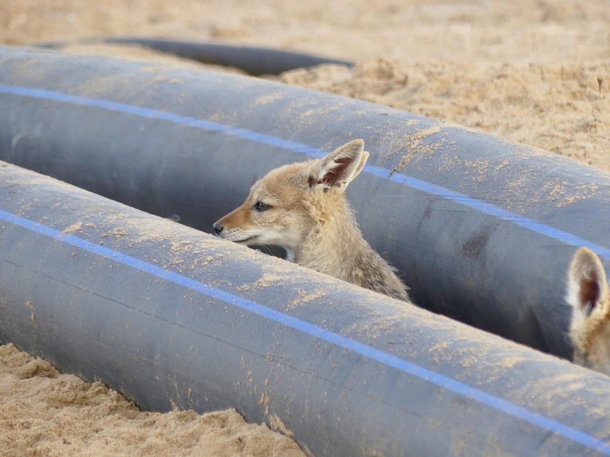 Black-backed Jackal - ML646864241