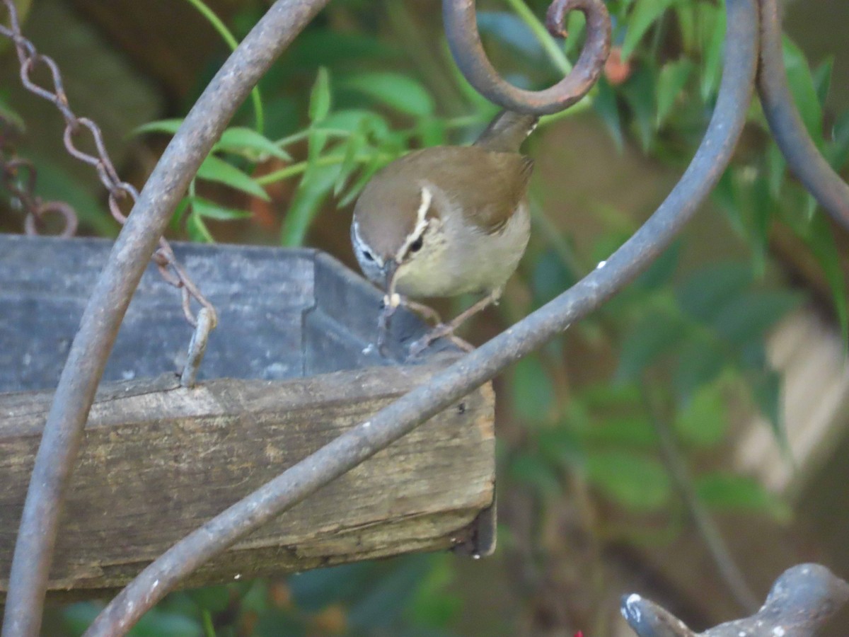Bewick's Wren - ML646864245