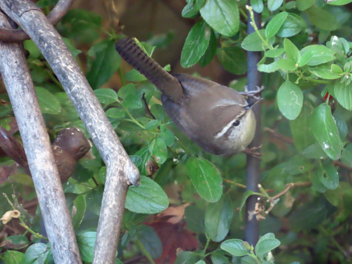 Bewick's Wren - ML646864246