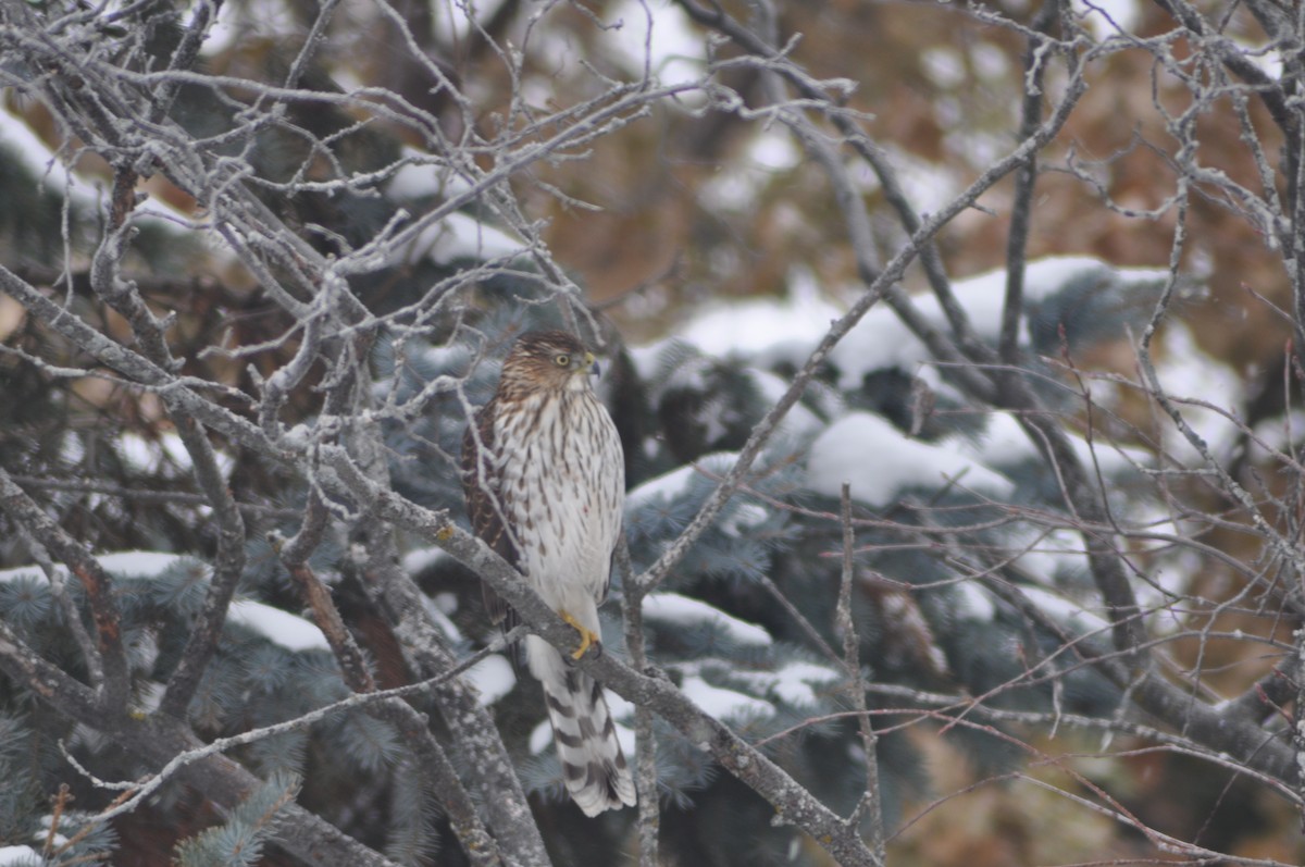 Cooper's Hawk - ML646864247