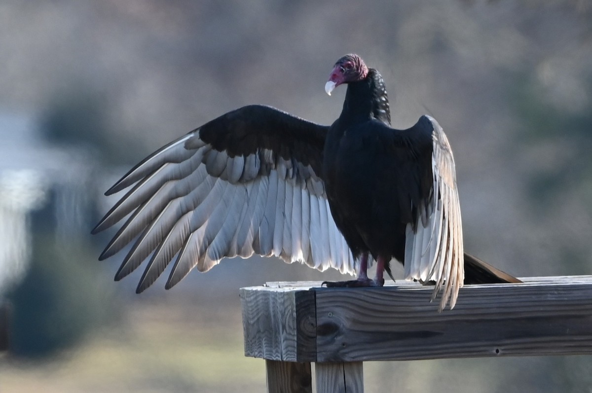 Turkey Vulture - ML646864250