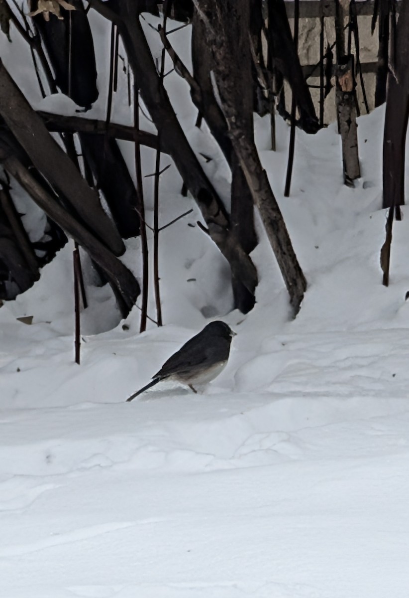Dark-eyed Junco - ML646864254