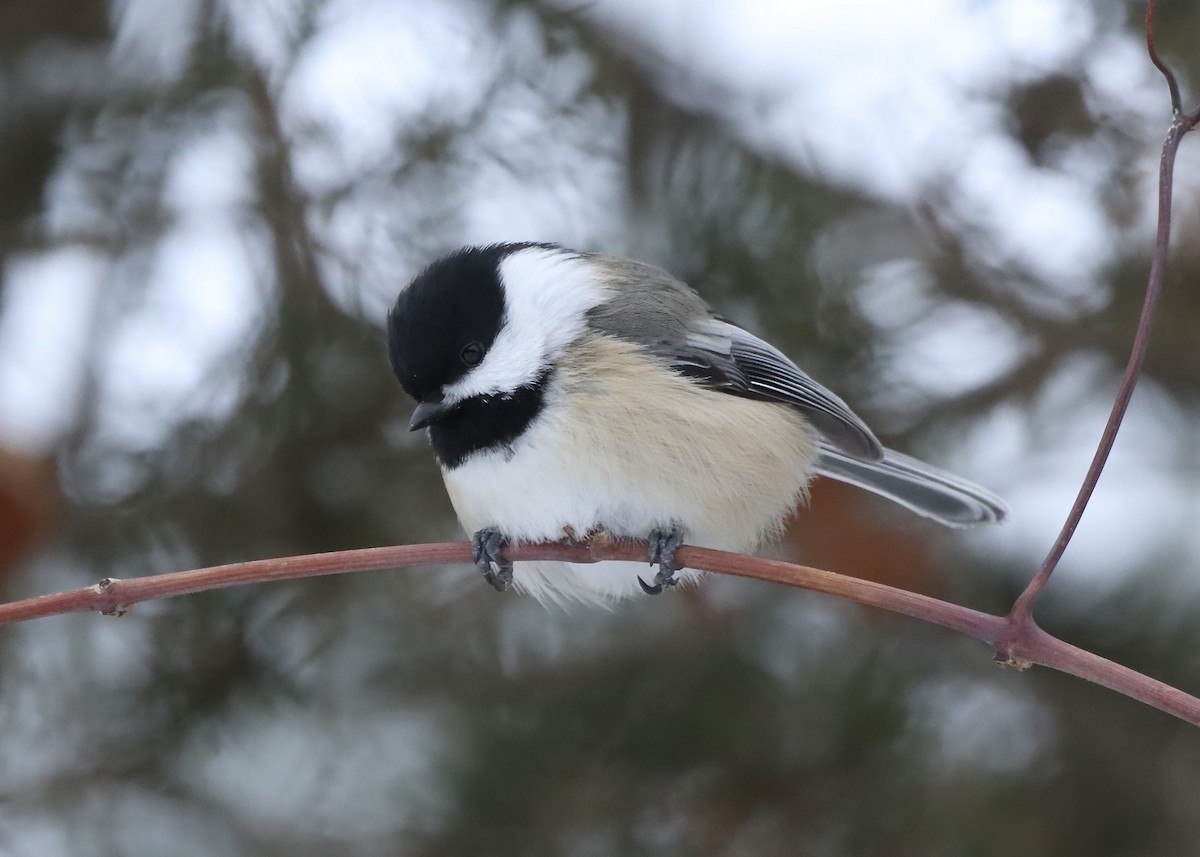 Black-capped Chickadee - ML646864257