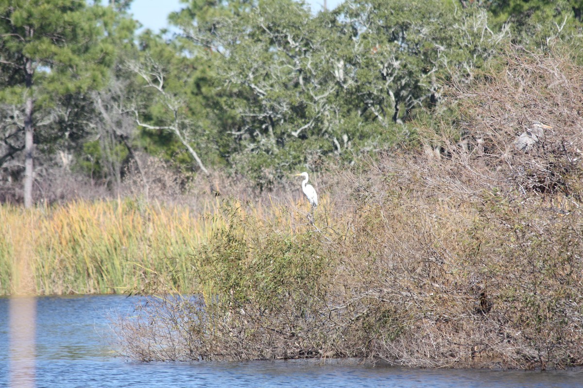 Great Egret - ML646864259