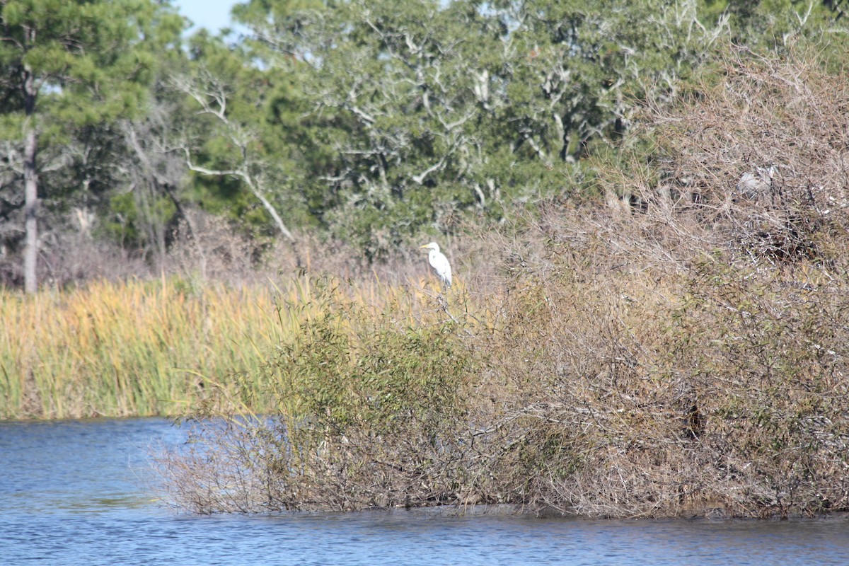 Great Egret - ML646864260