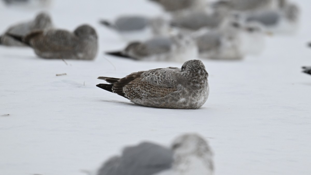 Kaio hauskara amerikarra - ML646864261