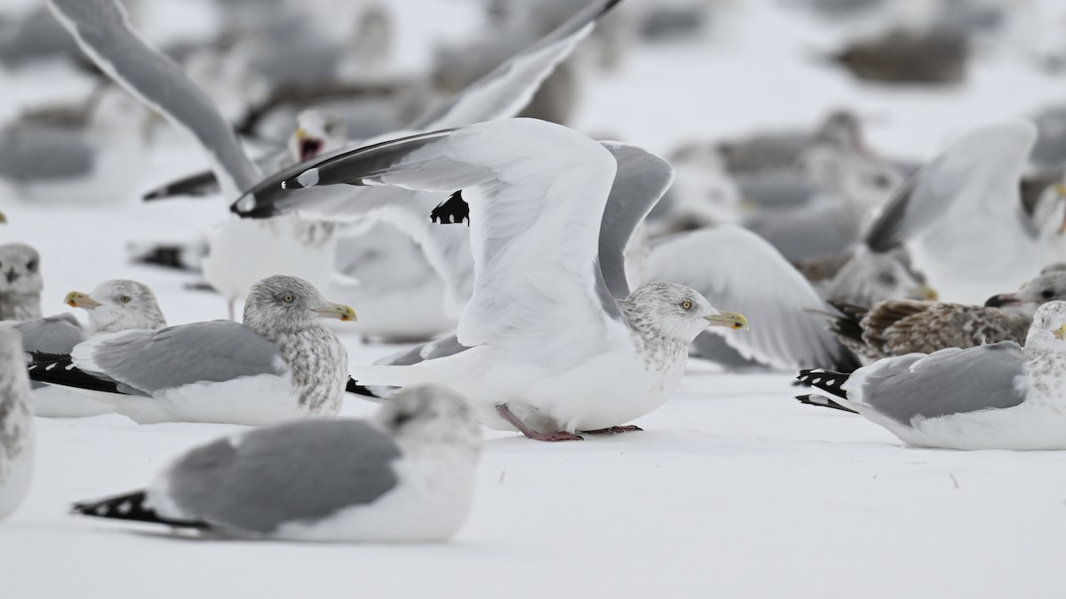 Kaio hauskara amerikarra - ML646864262