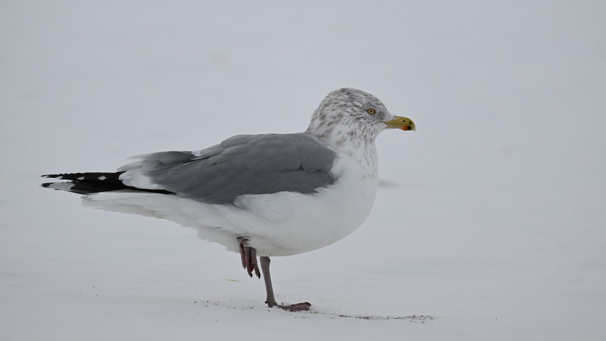 Kaio hauskara amerikarra - ML646864263