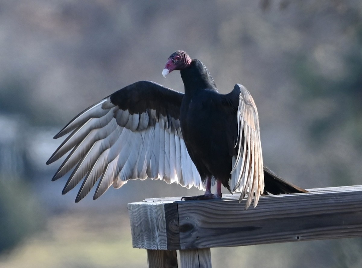 Turkey Vulture - ML646864264