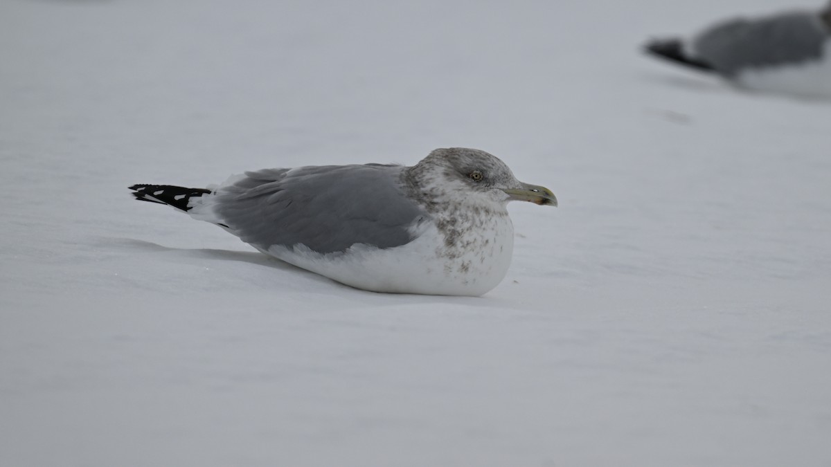 Kaio hauskara amerikarra - ML646864265