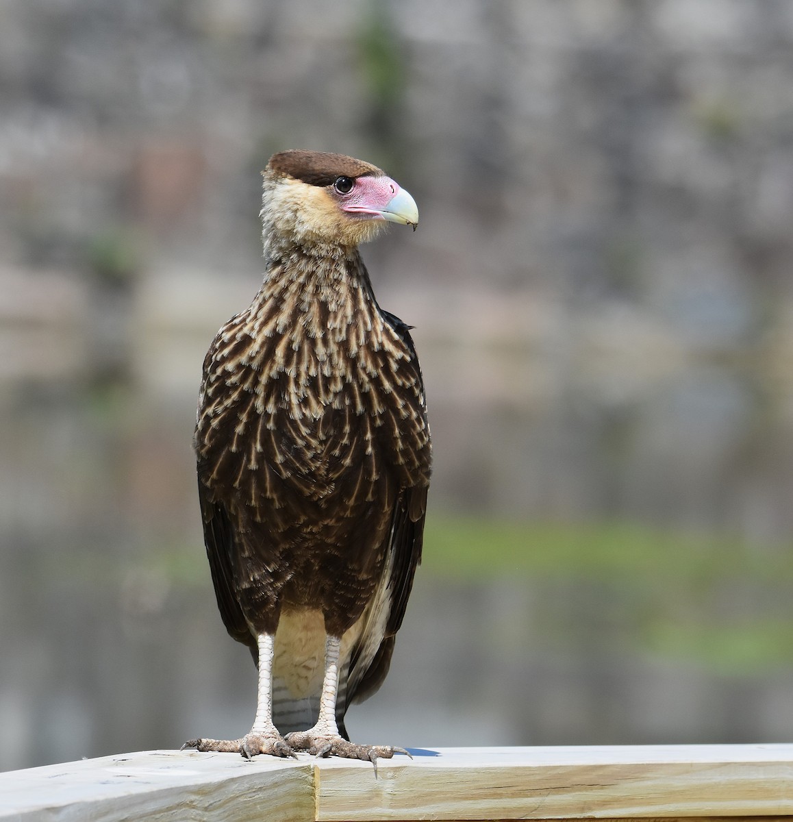 Crested Caracara - ML646864268