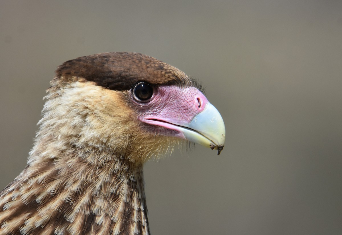 Crested Caracara - ML646864269