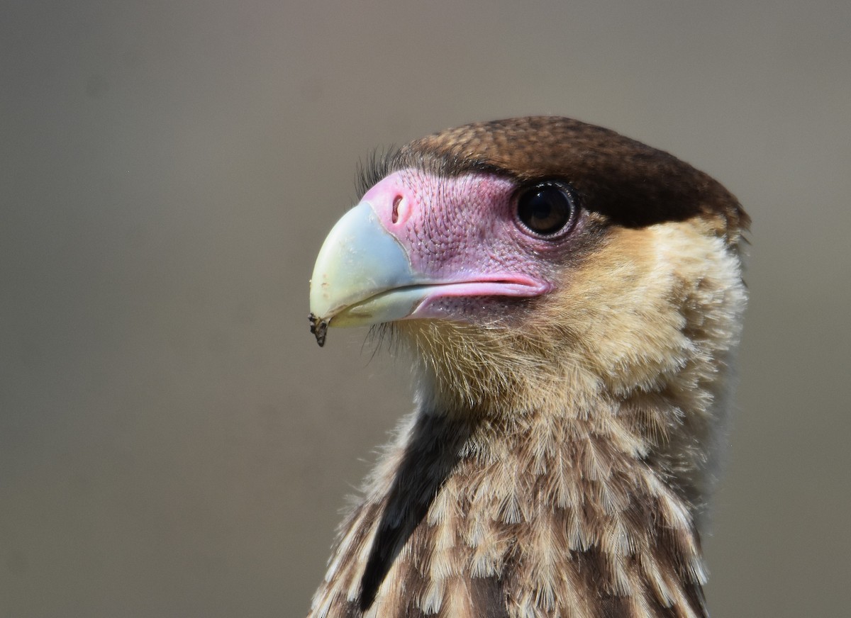 Crested Caracara - ML646864273