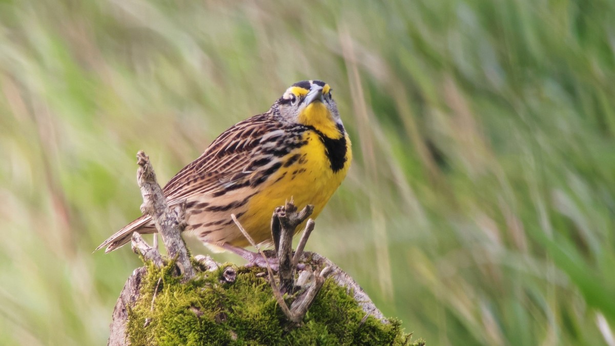 Sturnelle des prés - ML646864275