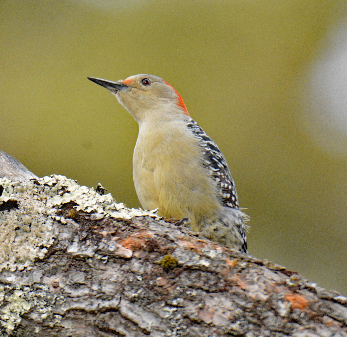 Red-bellied Woodpecker - ML646864277