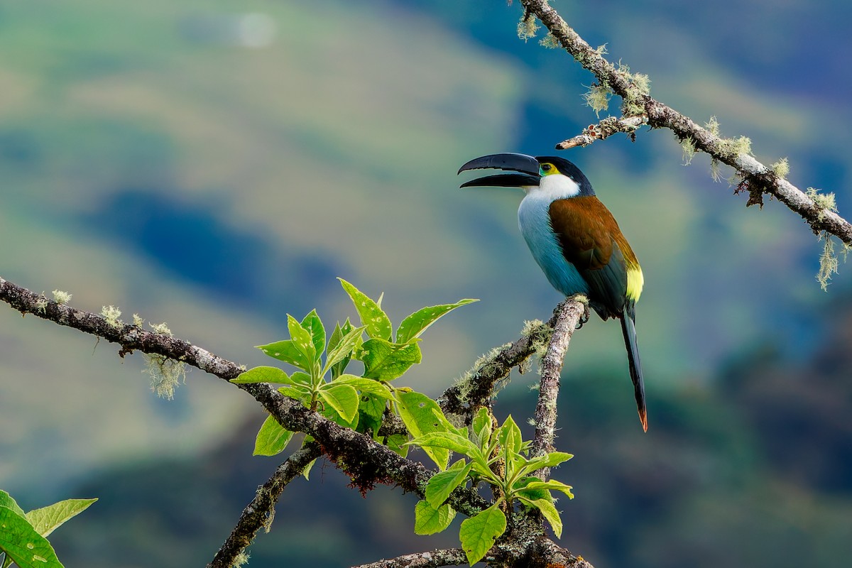 Андигена білощока - ML646864278