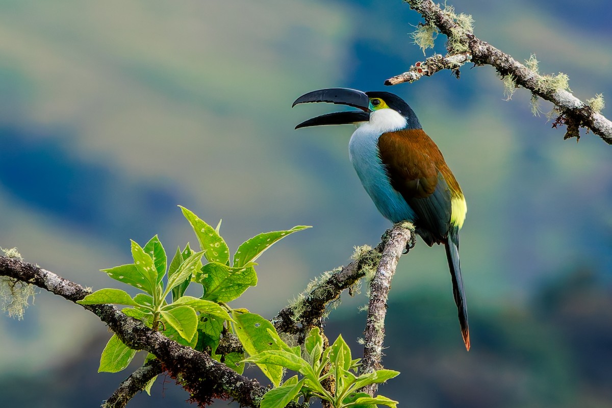 Андигена білощока - ML646864279