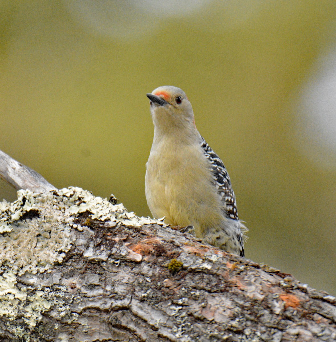Red-bellied Woodpecker - ML646864281