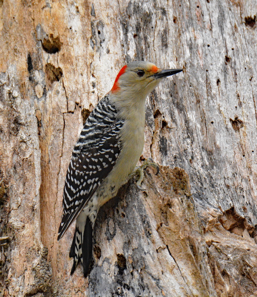 Red-bellied Woodpecker - ML646864282