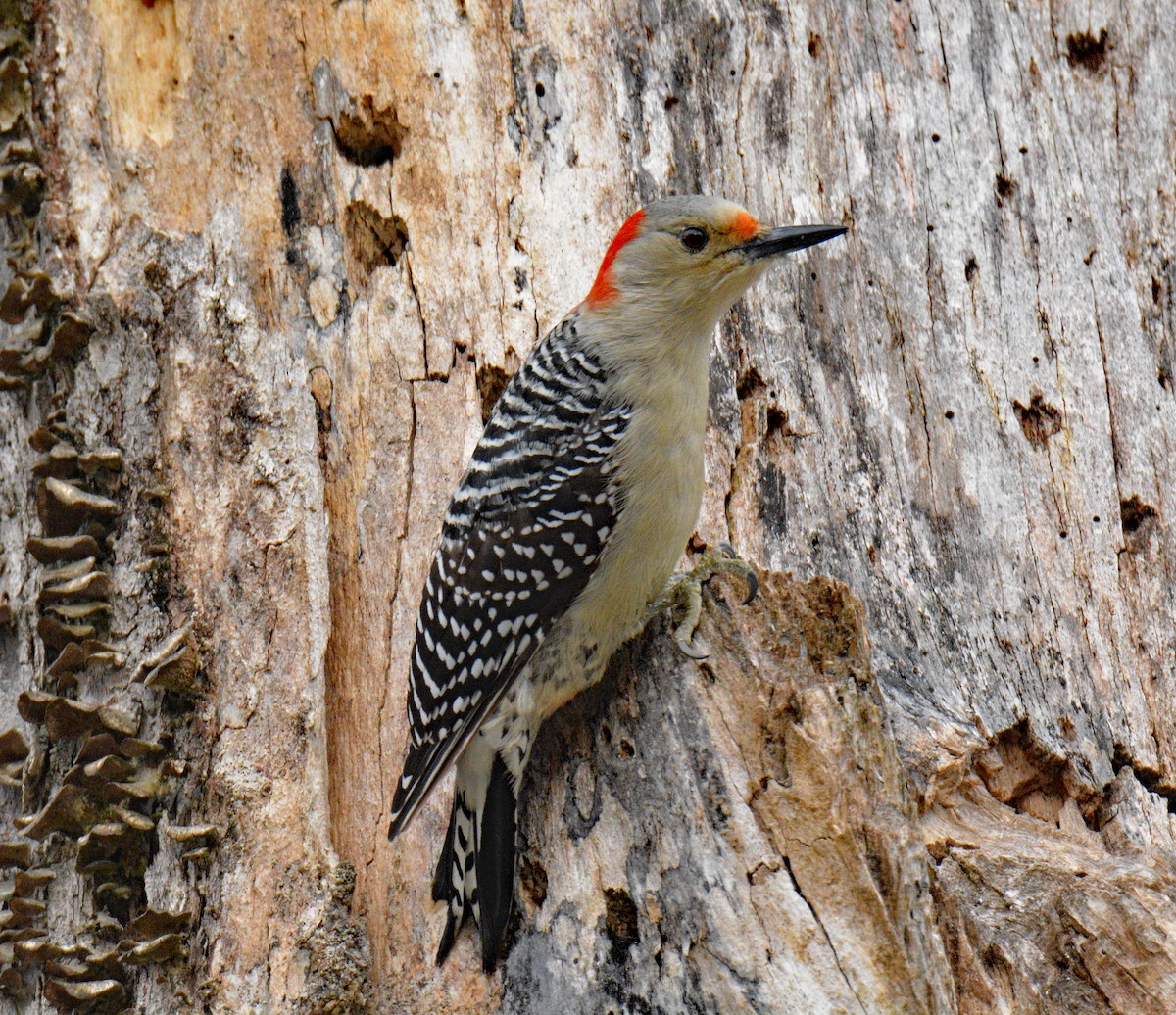 Red-bellied Woodpecker - ML646864283