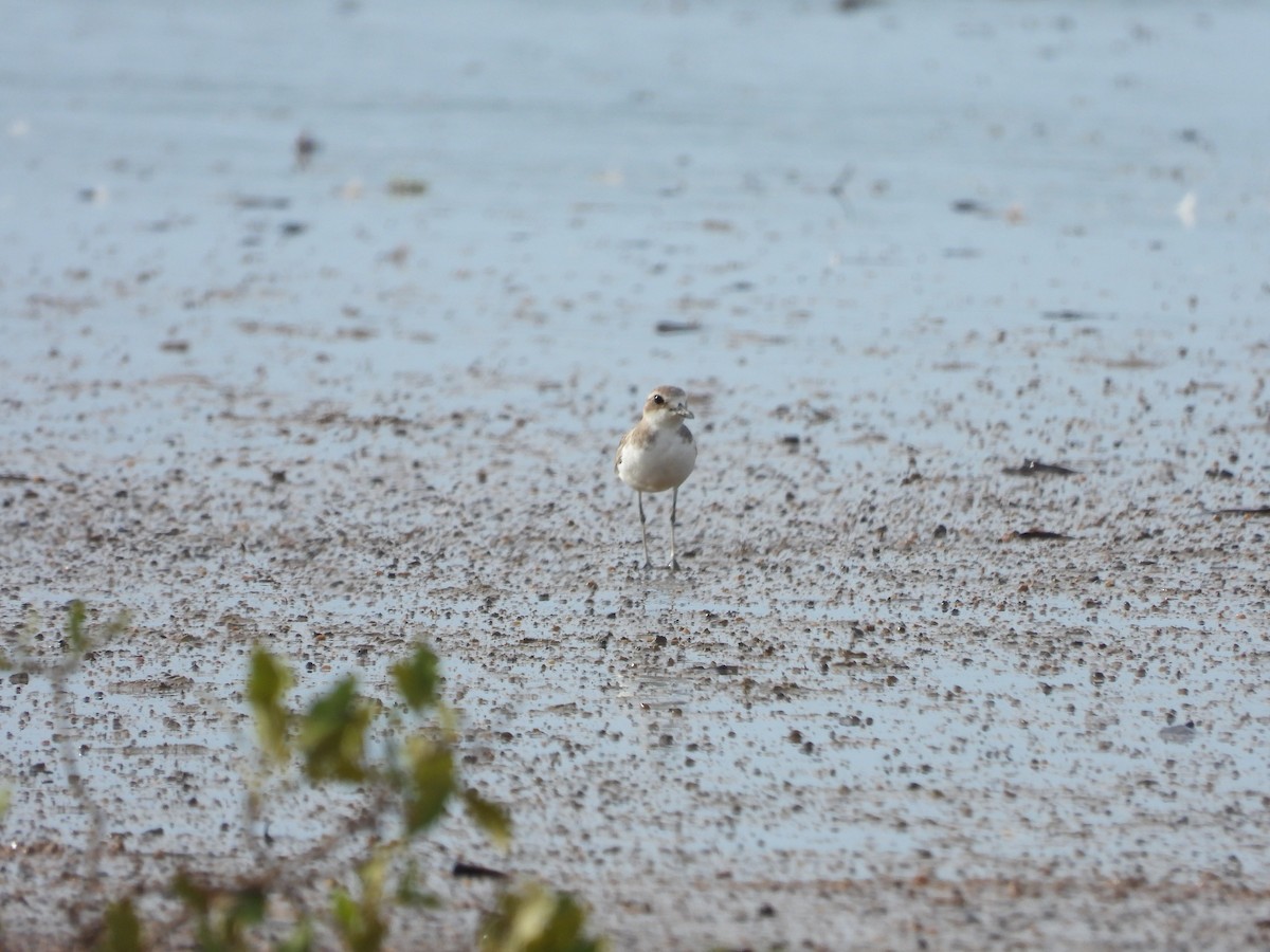 Wüstenregenpfeifer - ML646864284