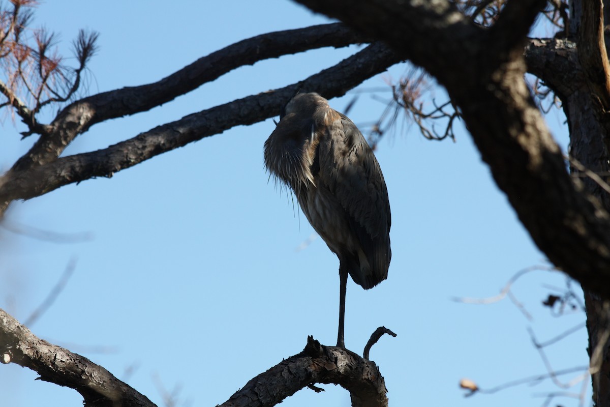 Great Blue Heron - ML646864288